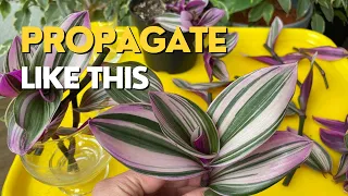 How to PROPAGATE INCH PLANT By Cuttings | Inch Plant in Water