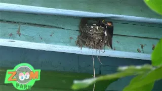 Как ласточка кормит птенцов - How Barn Swallow feeding chicks in the nest -