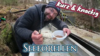 Kurz & Knackig Seeforellen Update