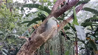 Cut down scorpion nest tree, pinched before falling, STIHL ms 881 chainsaw.