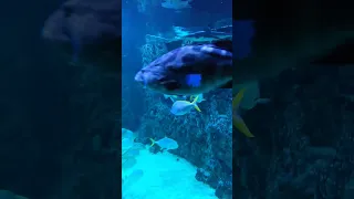 Crocus Oceanarium / Moscow