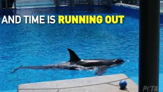 Corky the Orca's Sad Story