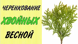 РАЗМНОЖЕНИЕ ХВОЙНЫХ-ТУИ и МОЖЖЕВЕЛЬНИКА черенками весной.