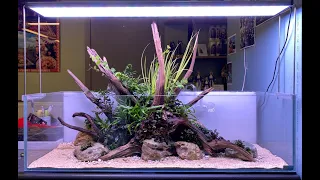 90cm shallow riparium aquascaping timelapse @De Wase Aquarium & Vijverwinkel