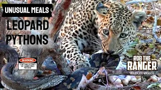 Leopard Eats TWO Pythons! | Unusual Meals! 🐆🐍🐍