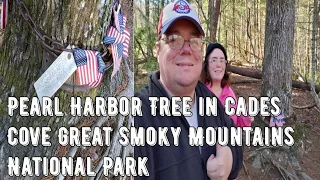 Pearl Harbor Tree in Cades Cove Tennessee Great Smoky Mountains National Park