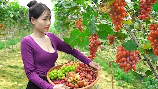 The life of a single mother  Harvesting Big Lychees fruit, Grapes, green vegetables to market sell