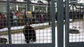 Bear in grodno zoo