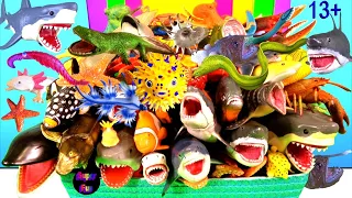 NEW Sea Animals - Sharks, Whales, Fish, Shellfish, Crustaceans, Cephalopods, Rays, Turtles 13+