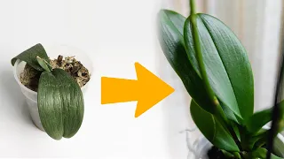 У ТЕБЯ ВЯЛАЯ И МЯГКАЯ орхидея? Как Восстановить Тургор Листьев Орхидеи за Неделю!