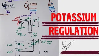 POTASSIUM REGULATION | factors affecting | MEDICINE with DR SHAMAMA