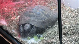 Tortoise eating grapes