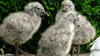 What  Baby Seagull Chicks Look Like