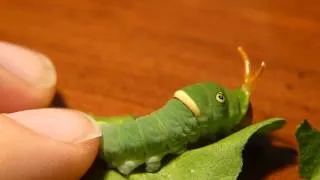 Tiger Swallowtail Caterpillar Defense