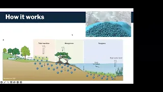 Blue carbon as a natural climate solution