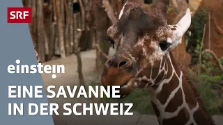 Zoo Zürich während Corona – Einblick in die Lewa-Savanne | Einstein | SRF