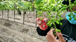 raleo peruano ..en los fundos de casa grande... Trujillo..