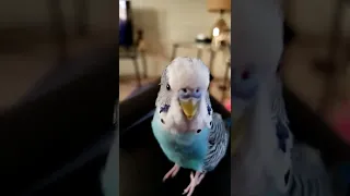 Full, uncut video of Leo the talking budgie!