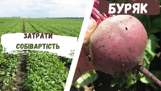 Скільки коштує вирощування буряку. Яка можлива собівартість буряку в 2023 році. Економіка буряку