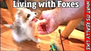 What its really like to live with foxes -The good, the bad & the truth about having a pet fox