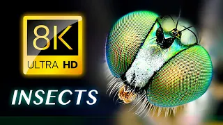 НАСЕКОМЫЕ 8K ВИДЕО ULTRA HD — Животные 8K