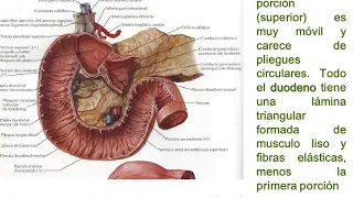 Tmmed anatomia - anato yeren 3 4