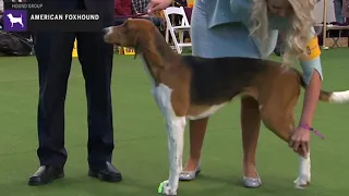 American Foxhounds | Breed Judging 2020