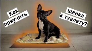 Как приучить щенка к пелёнке и уличному туалету?