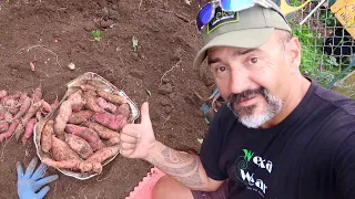 Growing Kūmara  (Sweet Potato) to Harvest Trellis Method Small Urban Garden