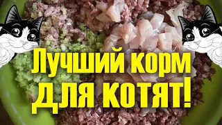 Какой корм лучше давать котятам, состав корма для котят