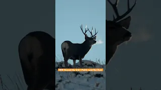 Mule Deer Hunt in the Rut! #hunting