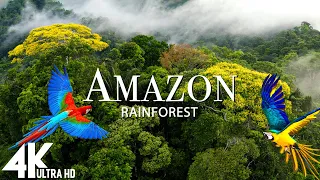 Amazon 4k - The World’s Largest Tropical Rainforest Part 2 | Relaxation Film with Calming Music