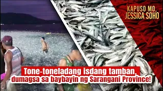 Tone-toneladang isdang tamban, dumagsa sa baybayin ng Sarangani Province! | Kapuso Mo, Jessica Soho