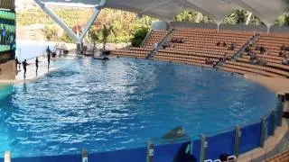 19. Tenerife. März 2011. Orcas II. Video.