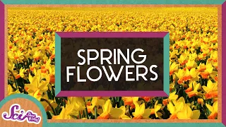 Why Do Some Flowers Regrow Every Year? | Daffodils | Spring is Here! | SciShow Kids