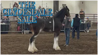 CLYDESDALE SALE DAY~ HOPiNG TO BRiNG HOME A NEW HORSE 🤞🏼