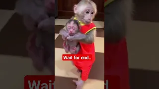 kudo animal kiki | monkey kiki | 🤣🤣 #monkey #kiki #funnymonkeyvideos