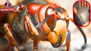 10 Most Dangerous Insects In The World