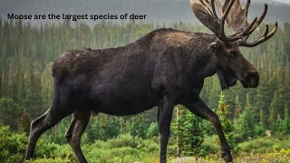 Moose deer #moose #deer #fun #facts #animal #animal #youtubefeed