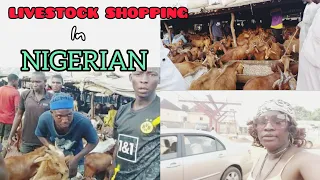 GOAT SHOPPING @ NEW ARTISAN MARKET ENUGU NIGERIAN |LIVESTOCK SHOPPING Vlog