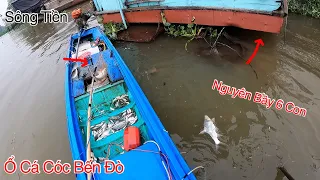 Bên Dưới Những Chiếc Đò Hư Nơi Ổ Cá Cóc Ẩn Nấp | Kích Cá Miền Tây | Catch Fish