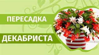 Обильное цветение Декабриста  гарантировано! Как пересадить кактус Декабрист.