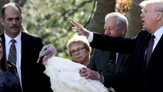 History behind the presidential turkey pardoning