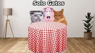 AQUI solo HAY memes de GATOS 🙀🐱😸