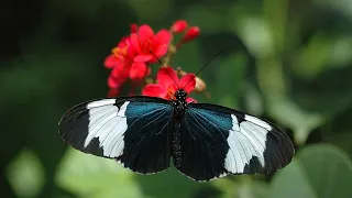 Butterfly Rainforest Moment: Sapho Longwing