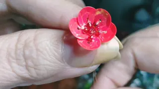 Elaborando una flor pequeña de Lentejas y chaquira,es muy Fácil