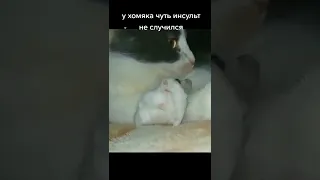 #Хомяк #Испуг #СмешныеЖивотные