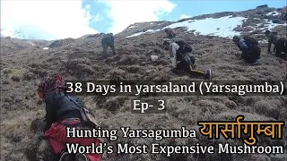 Yarsagumba Hunting, World’s Most Expensive Mushroom