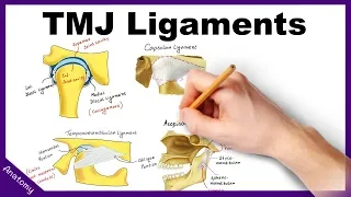 Temporomandibular Joint (TMJ) Ligaments - Anatomy & Functions