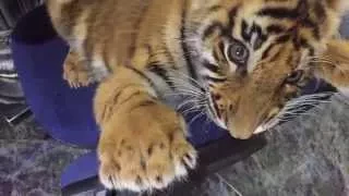 Cute little tiger cub wants the chair for himself